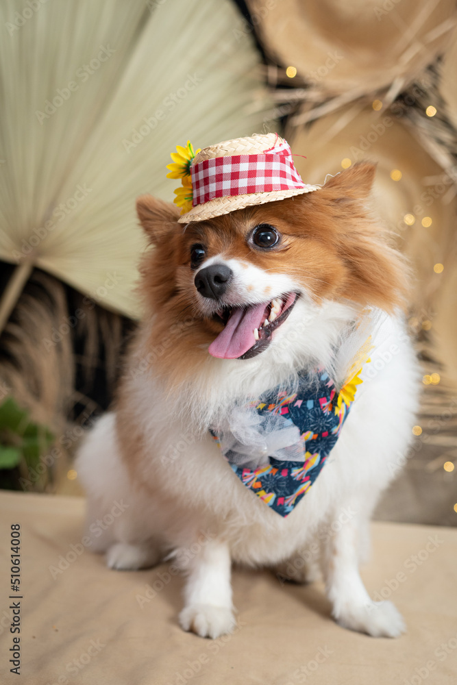 cachorro-fantasiado-para-festa-junina-caipira-stock-photo-adobe-stock