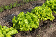 Row of fresh green Batavia lettuce