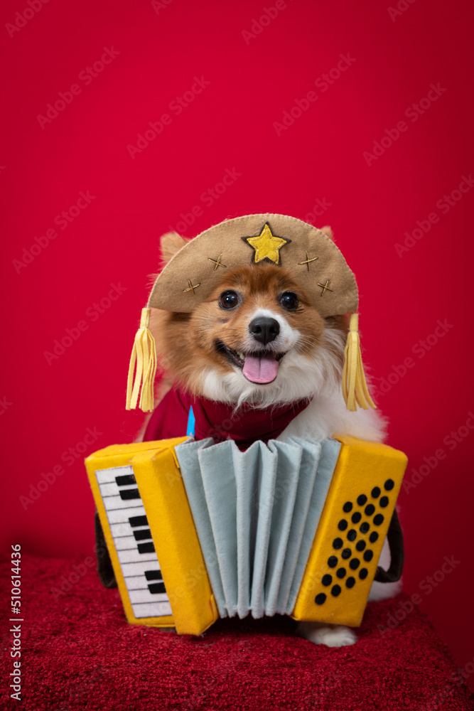 cachorro-fantasiado-para-festa-junina-caipira-stock-photo-adobe-stock