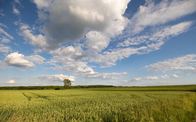 Rodheim, Wetterau, Hessen, Germany, May 2022: Landscape with a tree in a wheat field, blue sky and some clouds. Forest in the background.