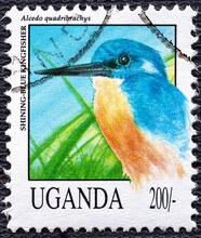 UGANDA - CIRCA 1992: Post Stamp 50 Ugandan Shillings Printed By Republic Of Uganda, Shows Shining-blue Kingfisher Wild Exotic, Tropical Bird, Circa 1992