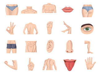 Human body parts icons set. Colored vector element from body parts collection. Creative Human body parts icons set for web design, templates and infographics.