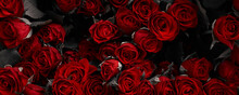 Red Roses Flowers Dark Background