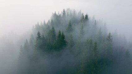 Forest fog morning beautiful nature view misty sun summer tree