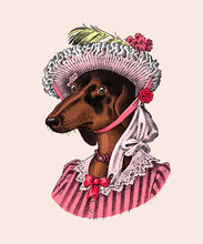 Dachshund Dog In Suit. Hunting Breed. Lady Or Madam In Victorian Dress. Fashion Animal Character In Clothes. Hand Drawn Sketch. Vector Engraved Illustration For Label, Logo And T-shirts Or Tattoo.