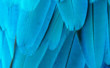 Blue And Yellow Macaw Feathers