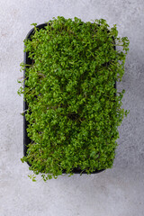 Wall Mural - Microgreens sprouts of watercress salad.