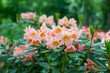 łososiowy rododendron w ogrodzie, rhododendron	