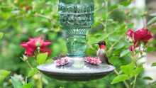 Ruby Throated Hummingbird At Glass Feeder Among Roses