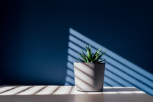 Green Succulent In Concrete Plant Pot With Decorative Shadows On A Blue Wall And Table Surface In Home Interior. Game Of Shadows On A Wall From Window At The Sunny Day. Graphic Minimalist Background.