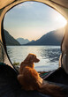 Toller dog in a tent. Beautiful view of the mountains and the lake. Traveling with a pet. Hiking, Nova Scotia duck tolling retriever