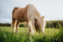 Brown Pony Horse In A Meadow