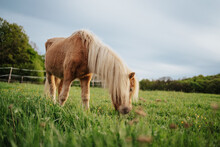 Brown Pony Horse In A Meadow
