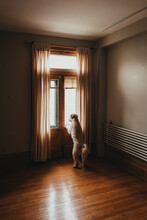 Furry Dog Looking Out Of Windows Of Door In Empty Room.