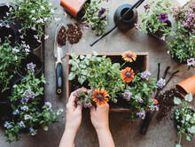 Top View Of Hands Planting Flowers In A Planter With Gardening Tools.