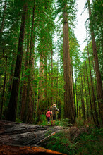 A Father And Son Walking On A Fallen Tree At Redwoods National Park