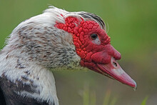 The Face Of A Muscovy Duck, Aka Barbary Duck, Is Shown Up Close, Featuring The Waterfowls Red Textured Face Mask In The Azores During The Day.