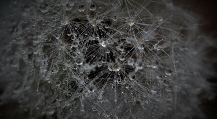 Abstract Dandelion 