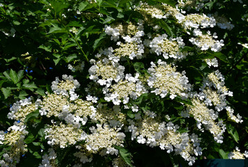 Wall Mural - flowering branches of red viburnum (latin viburnum oculus). large white inflorescences. viburnum blo