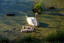 Family Of Swans With Fluffy Grey Cygnets On A Canal On A Sunny Day.