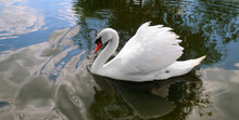 White Swan On The Pond. Wide Photo.