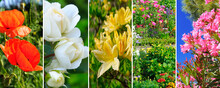 Collage Of Photos Of Garden Flowers. Wide Photo.