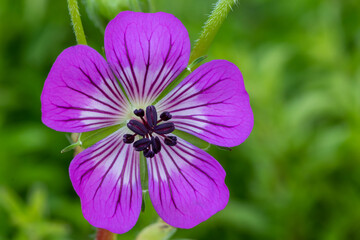 Cranesbill kelly anne flower  (Geranium ‘Kelly Anne’)