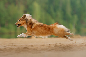 Wall Mural - red sheltie dog running and playing on the sandy beach. Pet on the nature. tracking, hiking, travel 