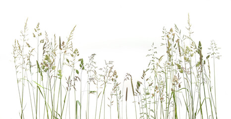 Wall Mural - bent grasses spikelet flowers wild meadow plants isolated on white background. abstract fresh wild g