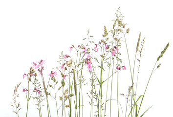 Wall Mural - bent grasses and wild meadow pink cornflowers isolated on white background. abstract fresh wild gras