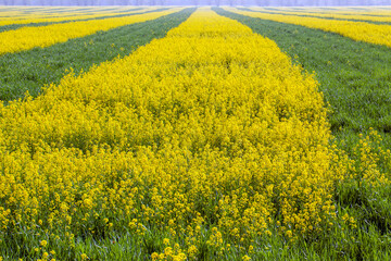 agricultural field where rapeseed is grown, flowering rapeseed during flowering in agricultural fields