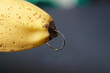 Banana with piercing decoration. Minimal piercing concept.