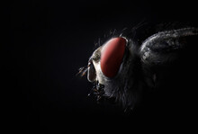 Portrait Of A Fly On A Black Background. Super Macro