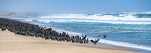 Namibia, Thousands Of Cormorants On The Shore, Skeleton Coast, With The Desert In Background
