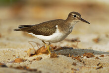 Spotted Sandpiper - Actitis Macularius Small Shorebird, Breeding Habitat Near Fresh Water Of Canada And The United States, Migrate To The South America, Brown Bird With Short Yellowish Legs