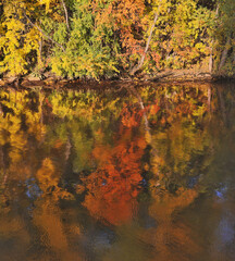 Wall Mural - autumn trees with reflection in river