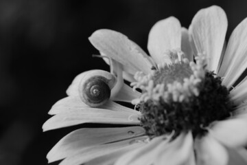 Poster - Snail on zinnia flower in garden for pest concept closeup.