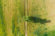 Pola uprawne porośnięte zielonym zbożem przez które przebiega polna droga. Przy drodze rośnie stary, wysoki dąb. Jest słoneczny dzień. Zdjęcie z drona.