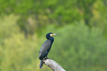 Kormoran