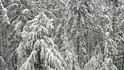 Wall Mural - Flying through a pine forest covered in snow while the snow is still coming down.