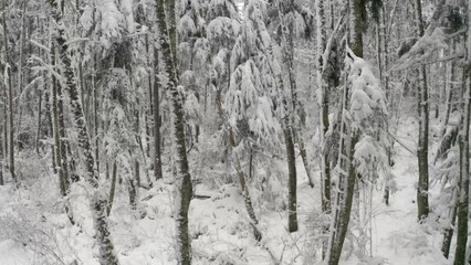 Wall Mural - Flying through a pine forest covered in snow while the snow is still coming down.