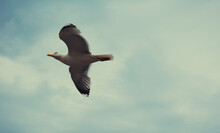 Seagull In The Sky