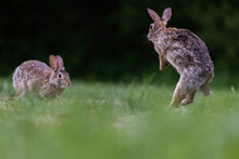 Two Males Eastern Cottontail (Sylvilagus Floridanus) Fighting In Spring
