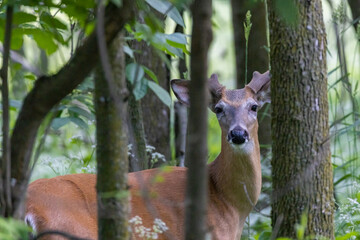 Wall Mural - white-tailed deer (Odocoileus virginianus) male in early summer