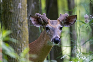 Wall Mural - white-tailed deer (Odocoileus virginianus) male in early summer