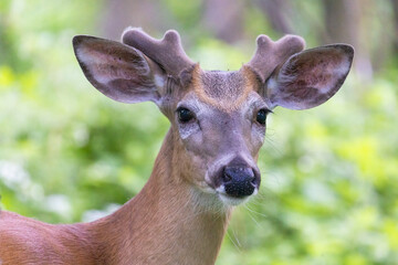 Wall Mural - white-tailed deer (Odocoileus virginianus) male in early summer