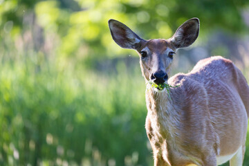 Sticker - white-tailed deer (Odocoileus virginianus) female in early summer