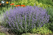 Leinwanddruck Bild - Flowering Faassen's blue catmint (Nepeta faassenii) plants in summer garden