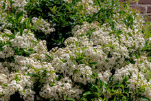 Selective Focus Bushes Of White Flower In Garden With Green Leaves, Pyracantha Coccinea Is The Scarlet Firethorn Is The European Species Of Firethorn Or Red Firethorn, Nature Floral Pattern Background