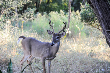 Young buck in a forest clearing looking for female deer to mate with, his antler molting as the strips of velvet tear away.  